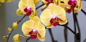 viragcsokor orchidea 2